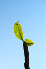 Leaf on twig towards the blue sky 