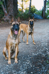 Obraz premium two belgian Malinois playing in the forest
