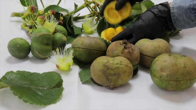 V&iacute;deo stock

Pequi ou Piqui is the most traditional fruit from the central and warm region of Brazil. Video with black gloves opening the fruits showing leaves and flowers of this species.