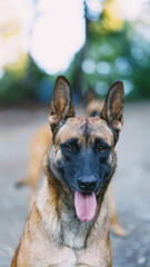 belgian Malinois looking straight at the camera