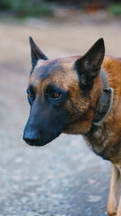 belgian dog in the woods