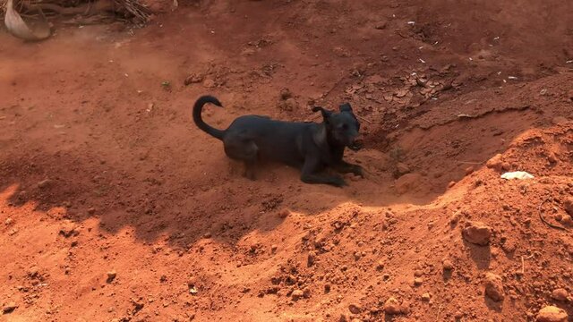 dog, escava&ccedil;&atilde;o, preto, c&atilde;o, cavar, tatu, terra, animal, natureza, buraco