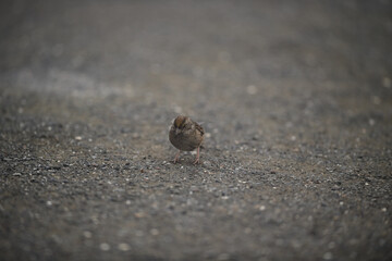Yellow-crowned Sparrow