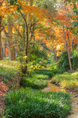 日本の秋　紅葉風景