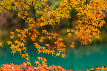 Beautiful autumn season maples Red and orange leave background. Colourful golden nature background. Japanese garden
