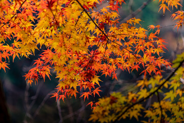 Beautiful autumn season maples Red and orange leave background. Colourful nature background. Japanese garden