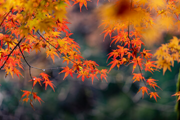 Beautiful autumn season maples Red and orange leave background. Colourful nature background. Japanese garden