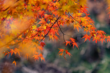 Beautiful autumn season maples Red and orange leave background. Colourful nature background. Japanese garden
