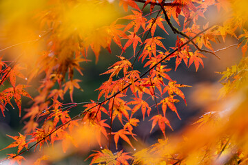 Beautiful autumn season maples Red and orange leave background. Colourful nature background....