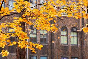 The Maple leaves on sunny beautiful nature autumn background