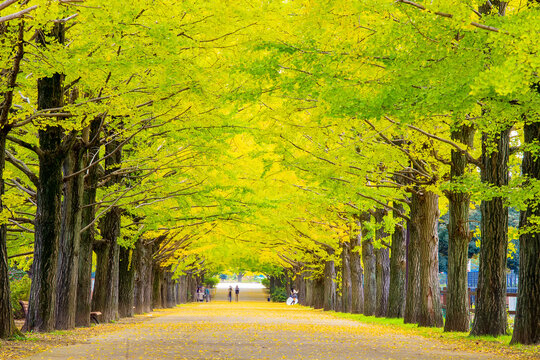 Row of yellow ginkgo tree in autumn. Autumn park in Tokyo, Japan