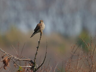 木の梢にたたずむ猛禽類の鳥チョウゲンボウ
