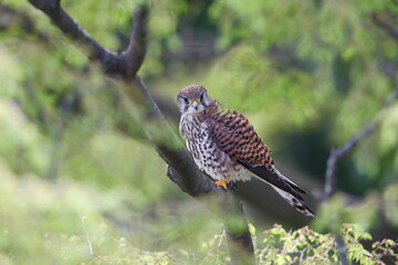 木の枝にたたずむ猛禽類の鳥チョウゲンボウ
