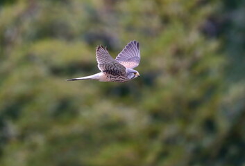 かっこよく飛翔する猛禽類の鳥チョウゲンボウ