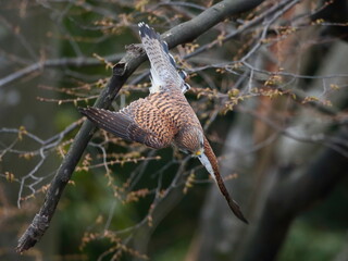 獲物を見つけて、とまっていた木から飛び立つ猛禽類の鳥チョウゲンボウ