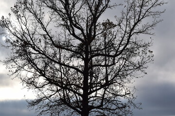 Fototapeta na wymiar silhouette of tree