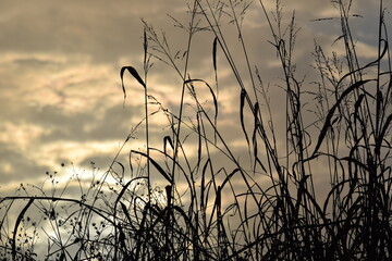 Obraz premium reeds at sunset