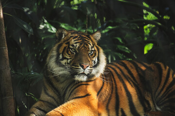 Fototapeta na wymiar sumatran tiger sumatra taronga zoo green jungle