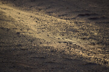 traces on sand