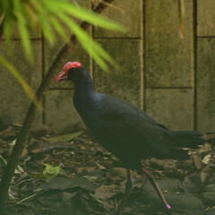 Porphyrio porphyrio, The western swamphen is a swamphen in the rail family Rallidae, one of the six...