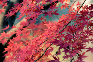Beautiful autumn season maples Red and orange leave background. Colourful nature background. Japanese garden