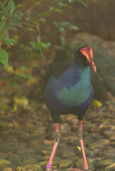 Porphyrio porphyrio, The western swamphen is a swamphen in the rail family Rallidae, one of the six species of purple swamphen and medium sized bird, with its large feet, bright plumage and red bill 