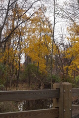 Rustic Wood Fence in Front of Fall Woodland with Creek and Yellow Leaves in Daylight