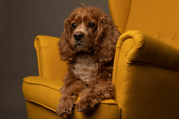 Studio portrait of a cocker spaniel dog   in a yellow chair. He is cute. The background is grey.