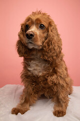 Studio portrait of a cocker spaniel dog. The background is pink