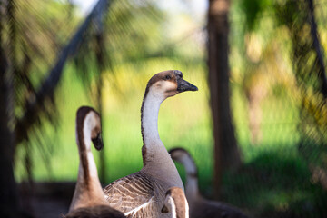 Portrait shot of beautiful greylag goose in the farm. Greylag goose in Malaysia.