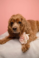 Studio portrait of a cocker spaniel dog. The background is pink. There is a pink flower resting on the dogs arm.