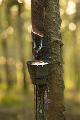 Milky latex extracted from rubber tree (Hevea Brasiliensis).