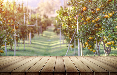 Empty table with fresh orange fruits on tree in oranges farm background in sunny day.