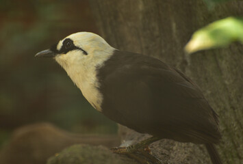 Garrulax bicolor, The Sumatran laughingthrush, also known as the black and white laughingthrush, is a member of the family Leiothrichidae and It is endemic to highland forest on the Indonesian island 