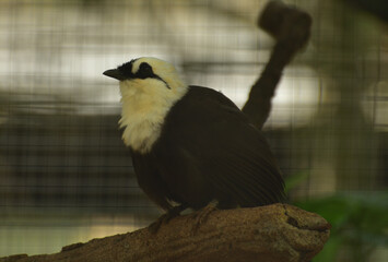 Garrulax bicolor, The Sumatran laughingthrush, also known as the black and white laughingthrush, is a member of the family Leiothrichidae and It is endemic to highland forest on the Indonesian island 