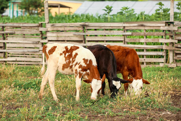 Funny calves grazing on farmyard
