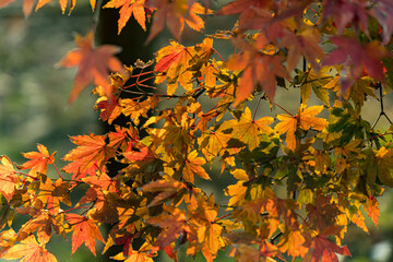 autumn maple leaves on a branch