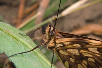 butterfly on a tree