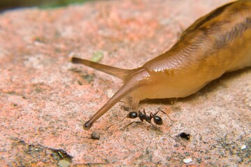 Snail With Ant on Sheathed Wood Tuft Mushroom Top