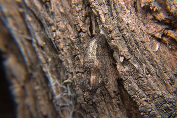 Butterfly chrysalis