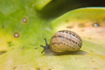 garden snail crawling on a leaf