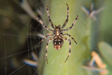 Spider araneus diadematus, common name cross spider or european garden spider, standing on its web