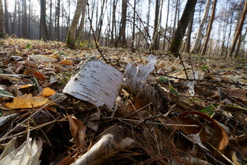 落ち葉が積もった森の風景