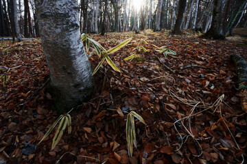 落ち葉が積もった森の風景