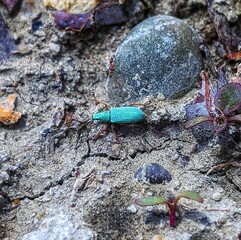 Turquoise beetle on the ground. 