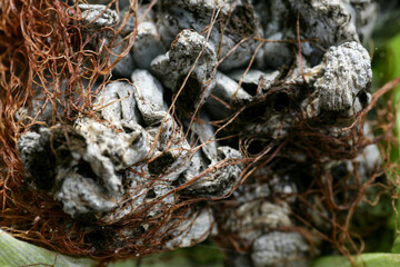 Ustilago maydis corn disease. Bubble smut manifests itself in the form of pathological neoplasms galls usarium moniliforme