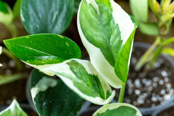 Obraz premium Different green plants in pots on the wooden table. Indoor garden, home gardening. Home interior with flowers, close up 