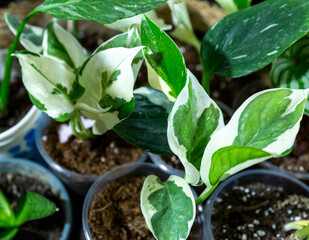 Different green plants in pots on the wooden table. Indoor garden, home gardening. Home interior with flowers, close up
