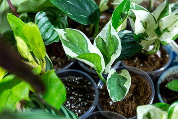 Different green plants in pots on the wooden table. Indoor garden, home gardening. Home interior with flowers, close up