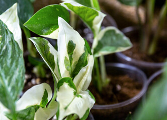 Different green plants in pots on the wooden table. Indoor garden, home gardening. Home interior with flowers, close up